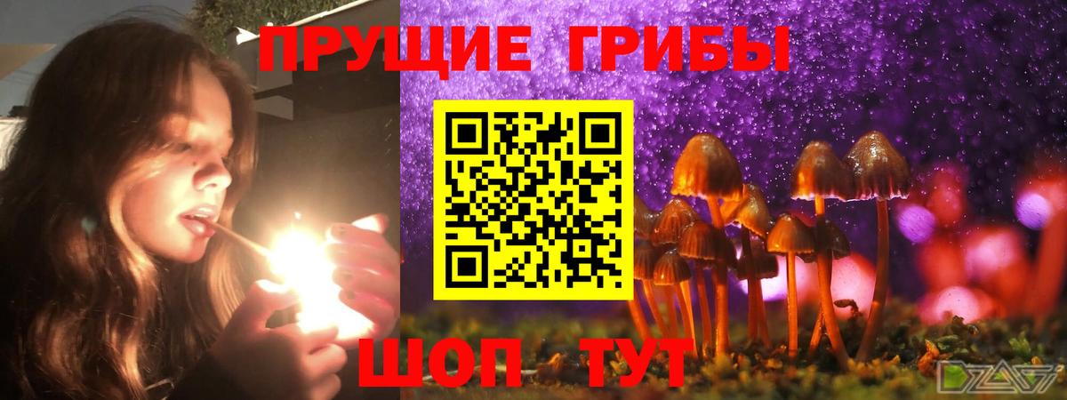 Псилоцибиновые грибы Psilocybe Тавда